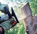 Ardmore, AL Tree Removal Company