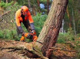 Best Tree and Shrub Care  in Ardmore, AL