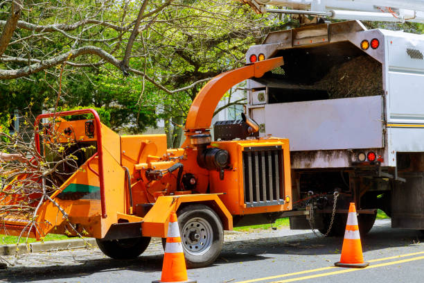 How Our Tree Care Process Works  in  Ardmore, AL